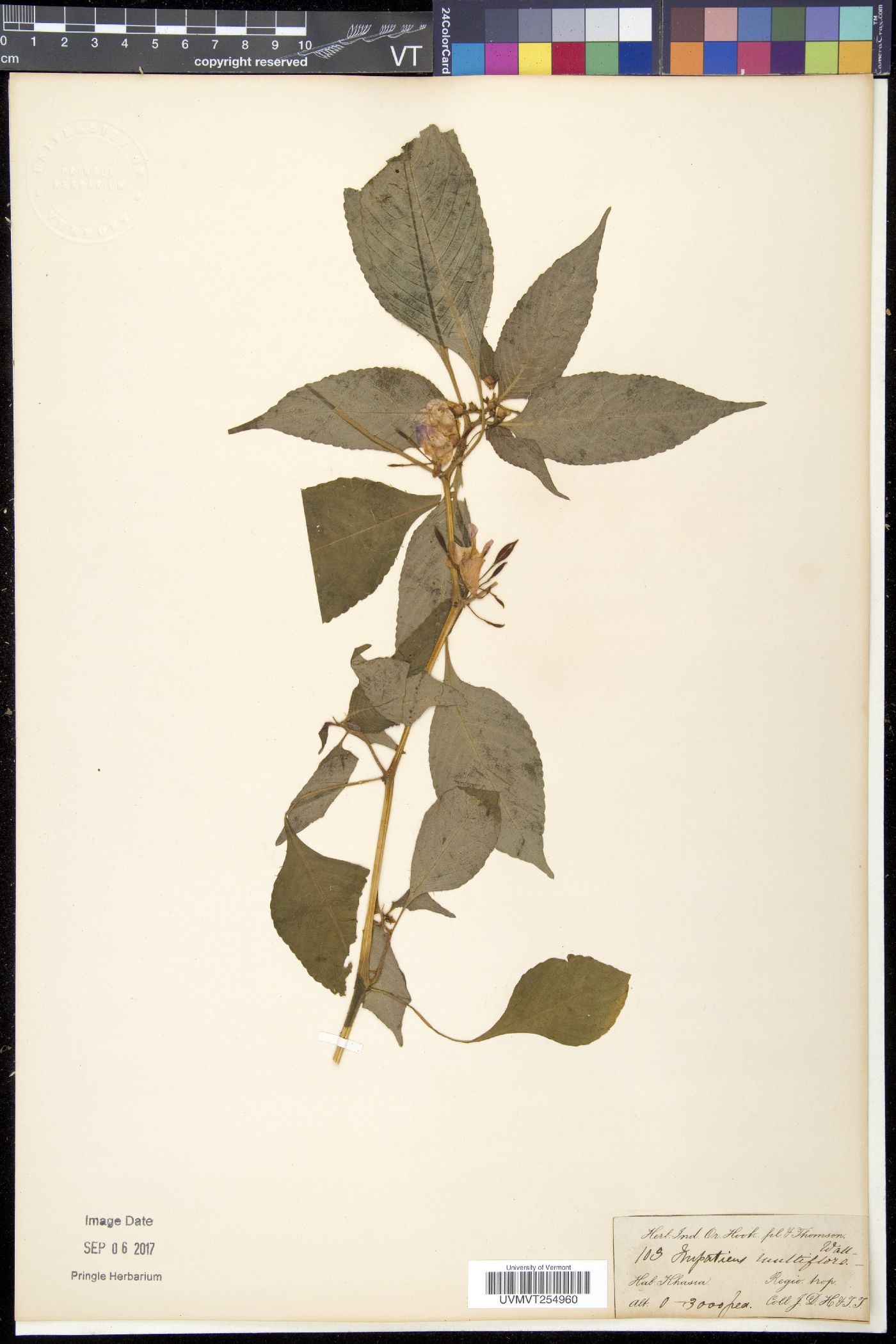 Impatiens tripetala image