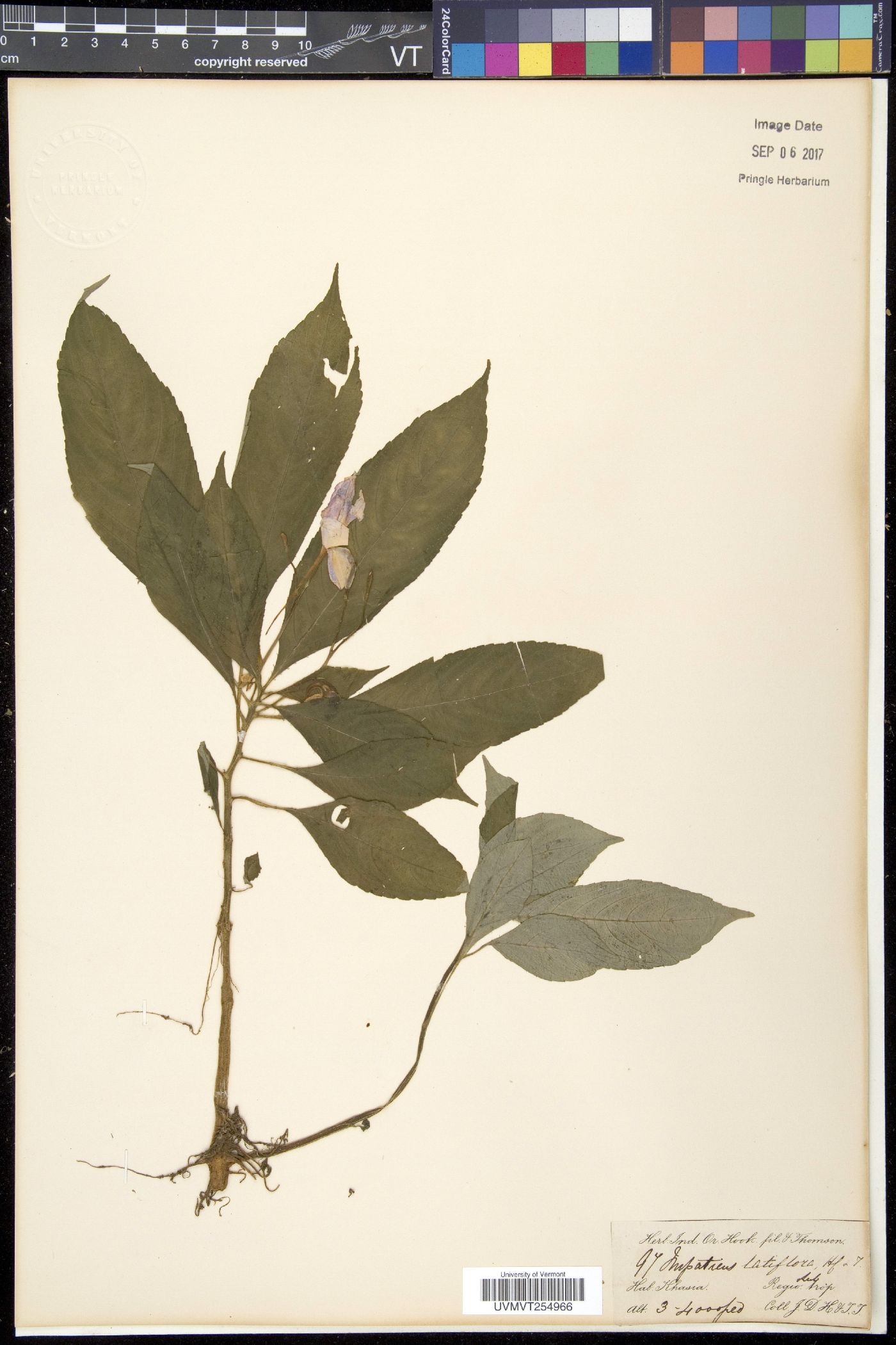 Impatiens latiflora image