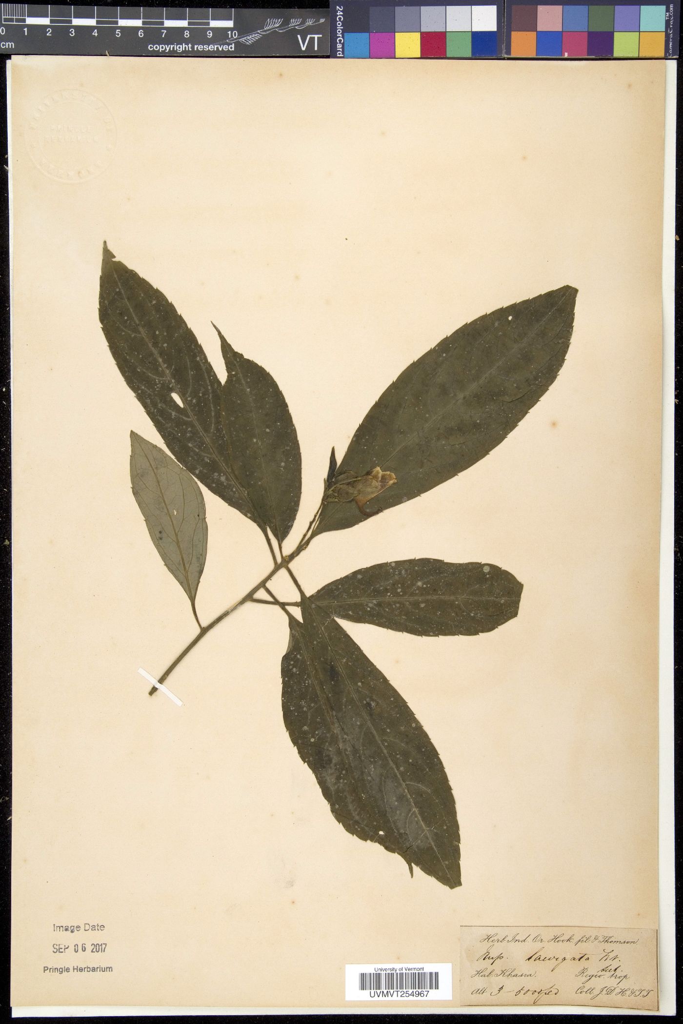 Impatiens laevigata image