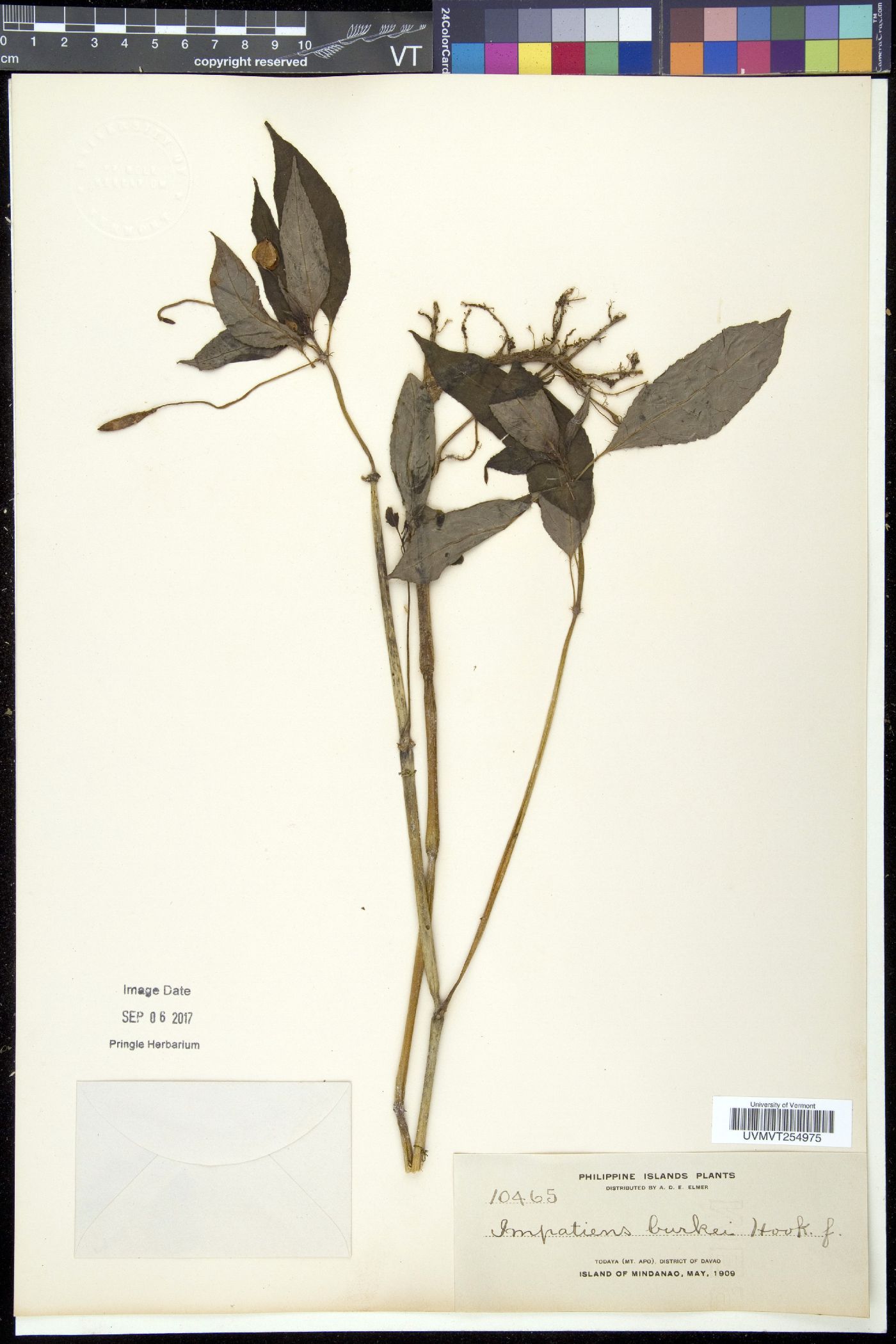 Impatiens platypetala subsp. platypetala image