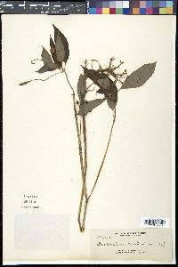 Impatiens platypetala image