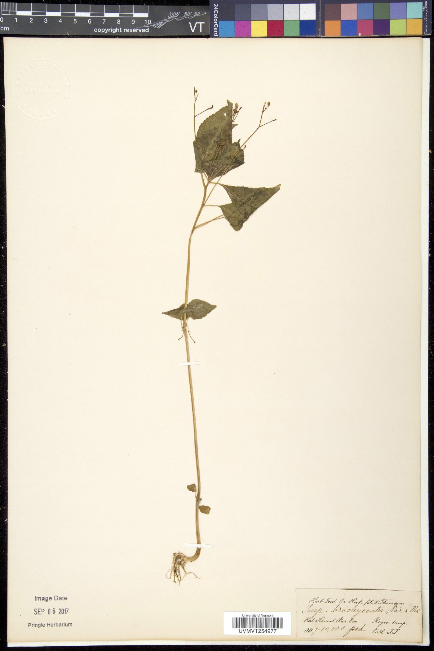 Impatiens brachycentra image