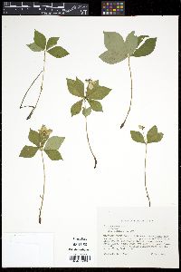 Cornus canadensis image