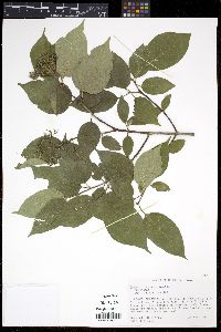 Cornus drummondii image