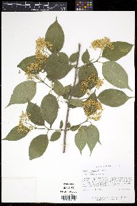 Cornus drummondii image