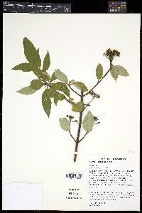 Cornus sericea subsp. sericea image