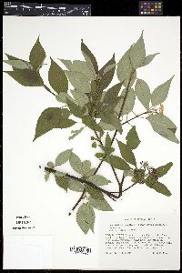 Cornus sericea subsp. sericea image