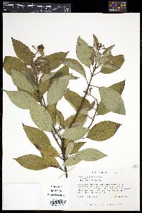 Cornus sericea subsp. sericea image