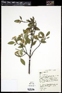 Cornus sericea subsp. sericea image