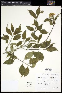 Cornus stricta image