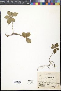 Cornus canadensis image