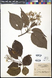 Cornus macrophylla image