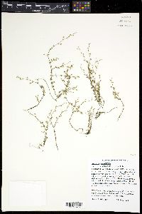 Arenaria serpyllifolia image