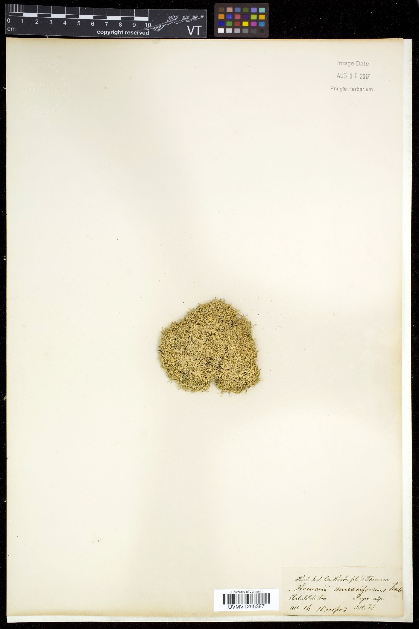 Arenaria musciformis image