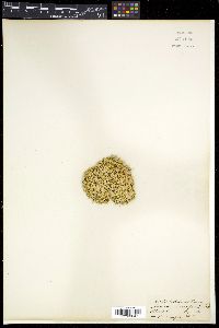 Image of Arenaria musciformis