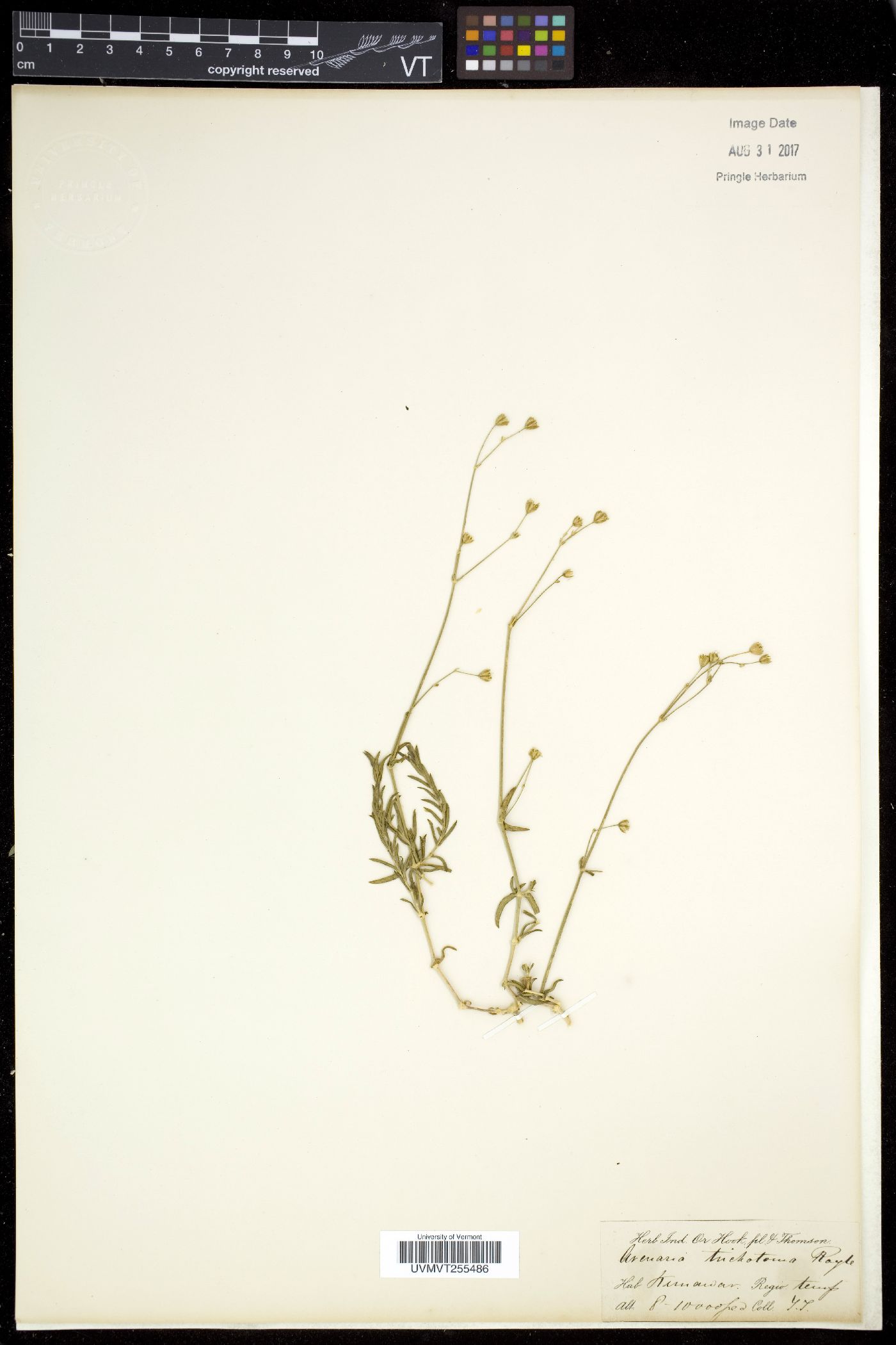 Arenaria trichotoma image