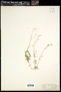 Image of Arenaria trichotoma
