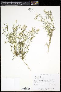 Phlox bifida image