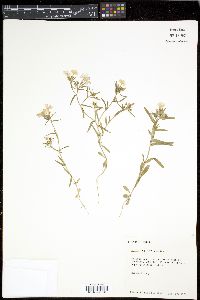 Phlox cuspidata image