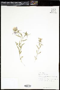 Phlox cuspidata image