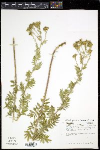 Polemonium foliosissimum image