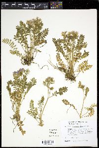 Polemonium pulcherrimum image