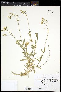 Cerastium arvense image