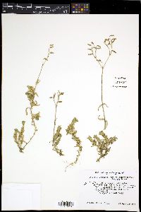 Cerastium arvense var. villosissimum image