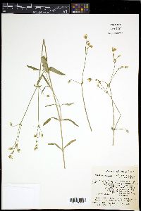 Cerastium arvense image