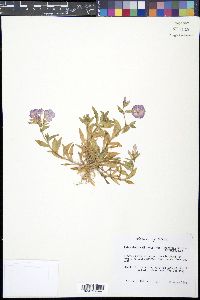 Phlox drummondii var. peregrina image