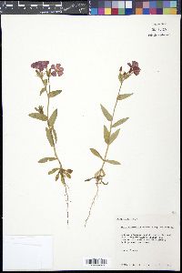 Phlox drummondii image