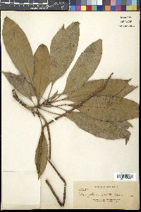 Image of Barringtonia revoluta