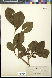 Image of Planchonia spectabilis