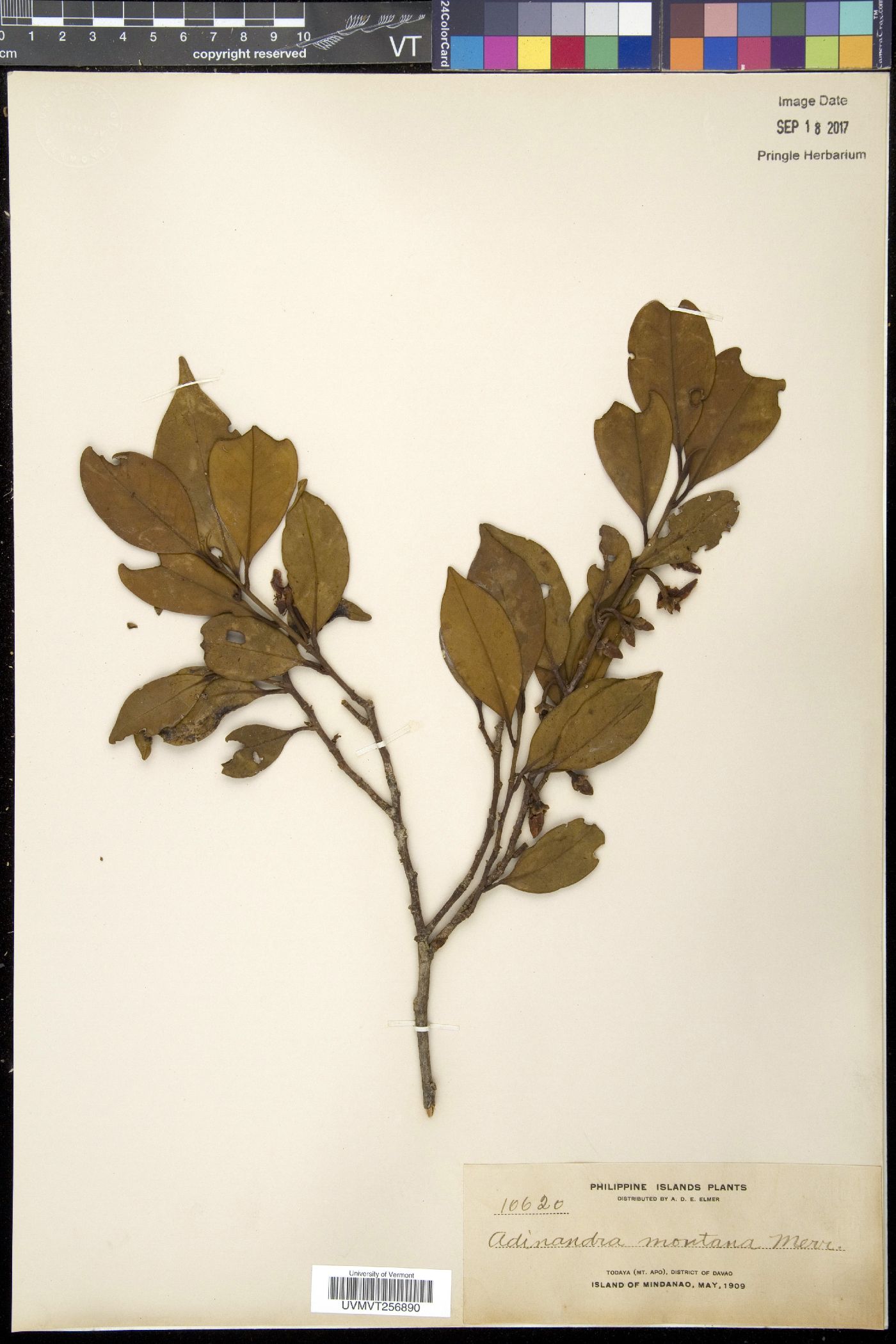 Cleyera japonica var. montana image