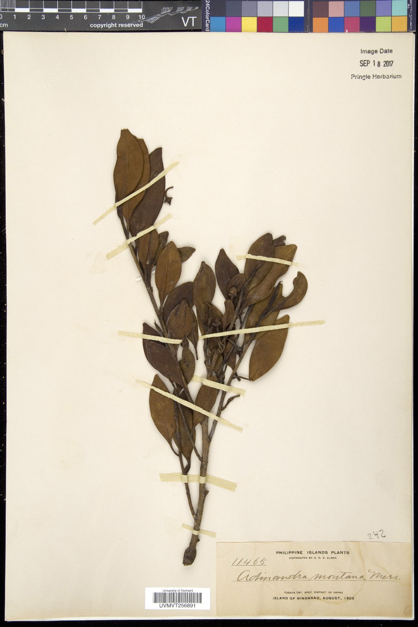 Cleyera japonica var. montana image