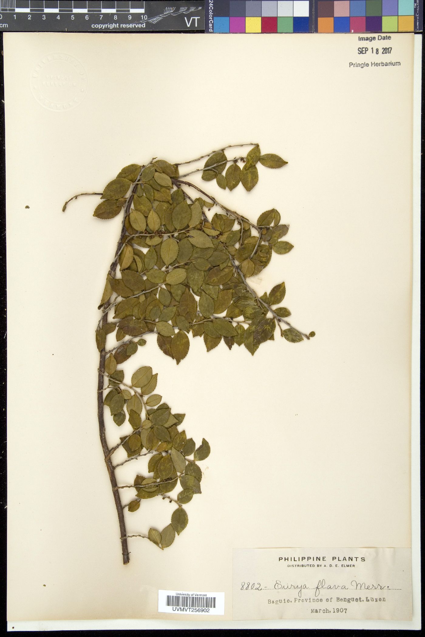 Eurya chinensis subsp. flava image