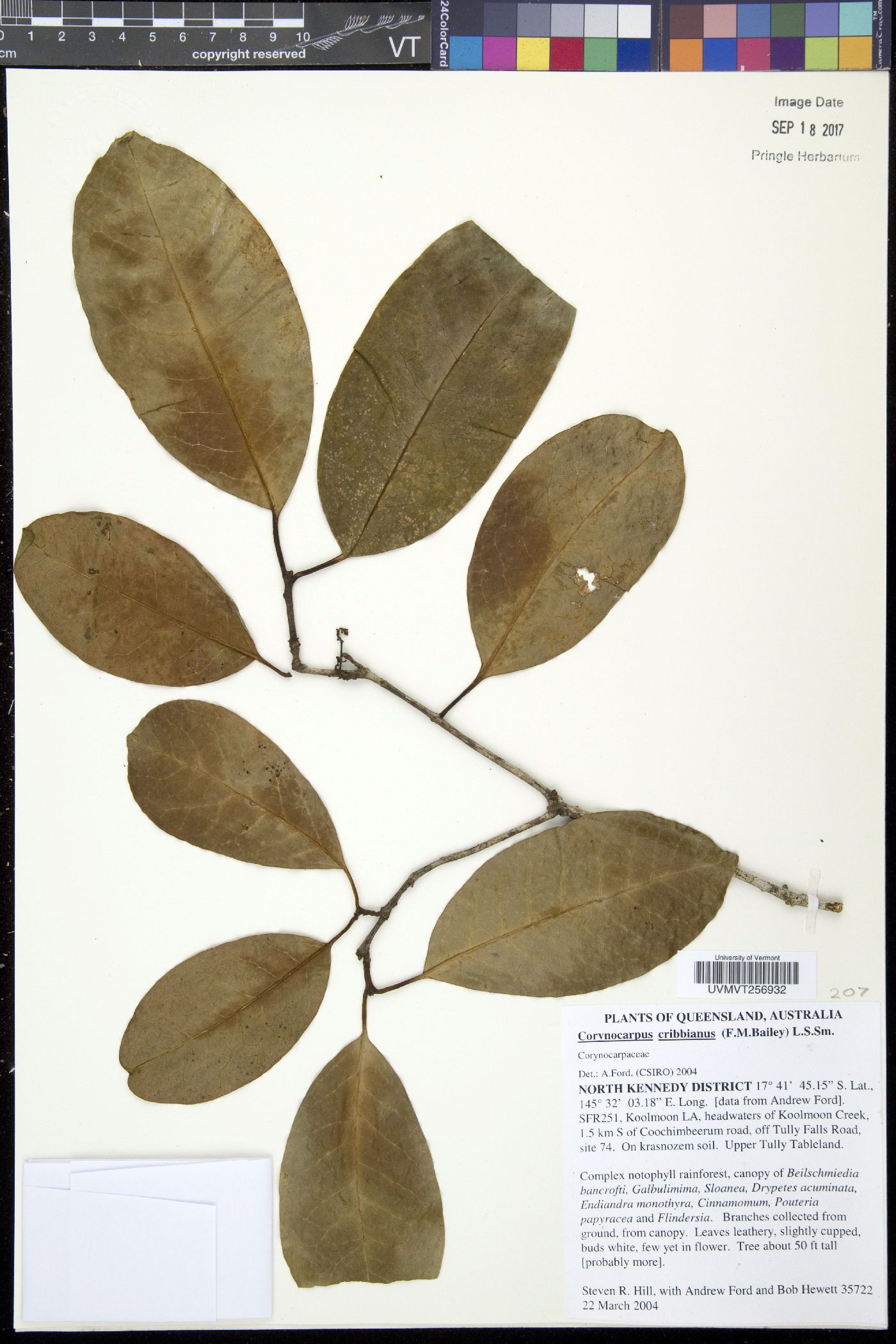 Corynocarpaceae image