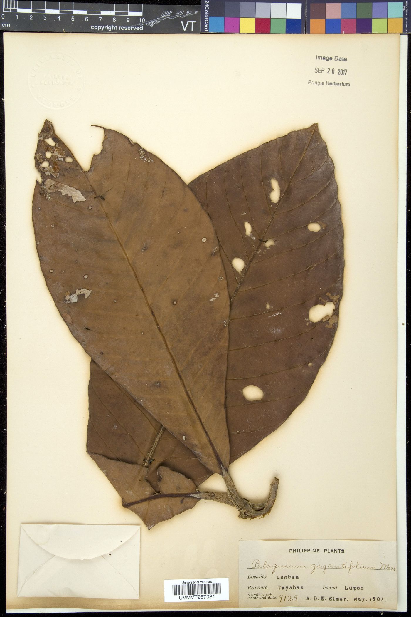 Palaquium gigantifolium image