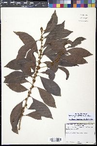 Sideroxylon salicifolium image