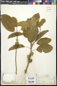 Sideroxylon mastichodendron image