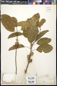 Sideroxylon mastichodendron image