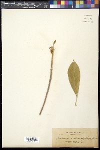 Image of Planchonella macrantha