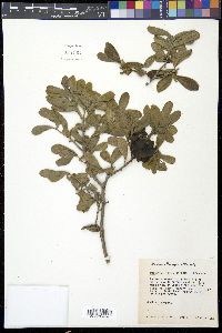 Diospyros texana image