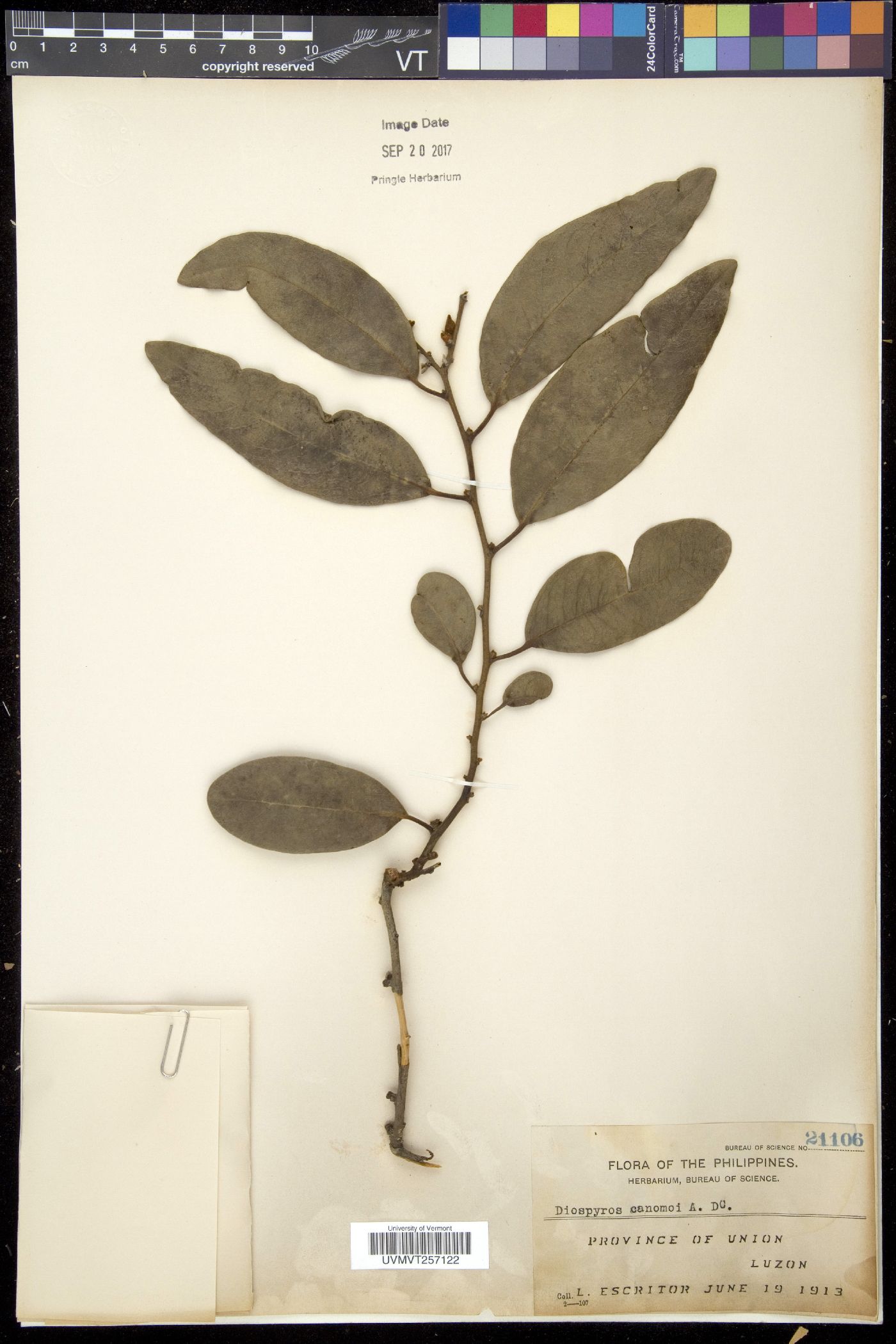 Diospyros multiflora image