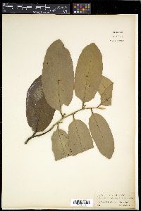 Diospyros malabarica image