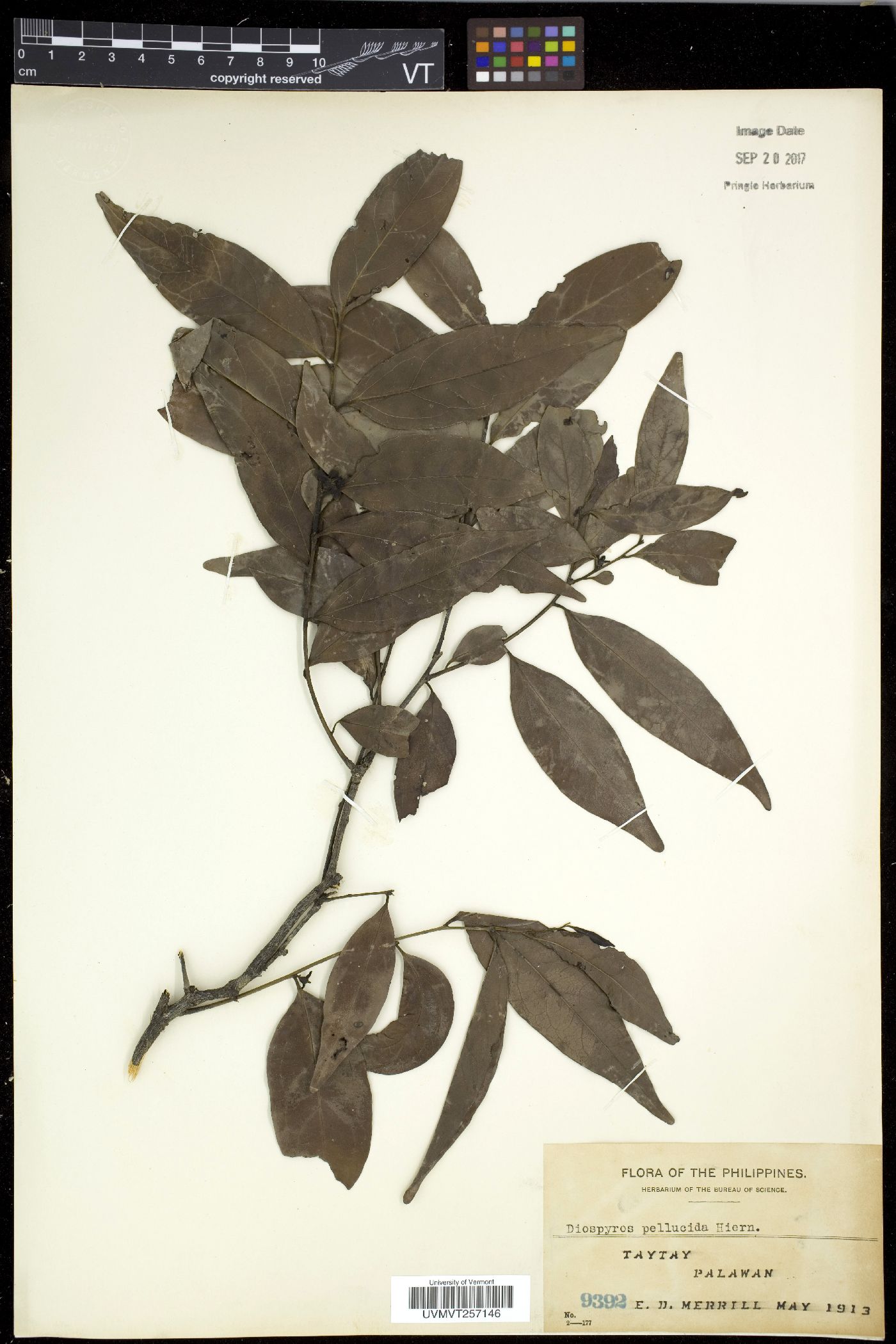 Diospyros hebecarpa image