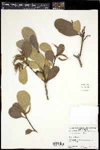 Aegiceras corniculatum image