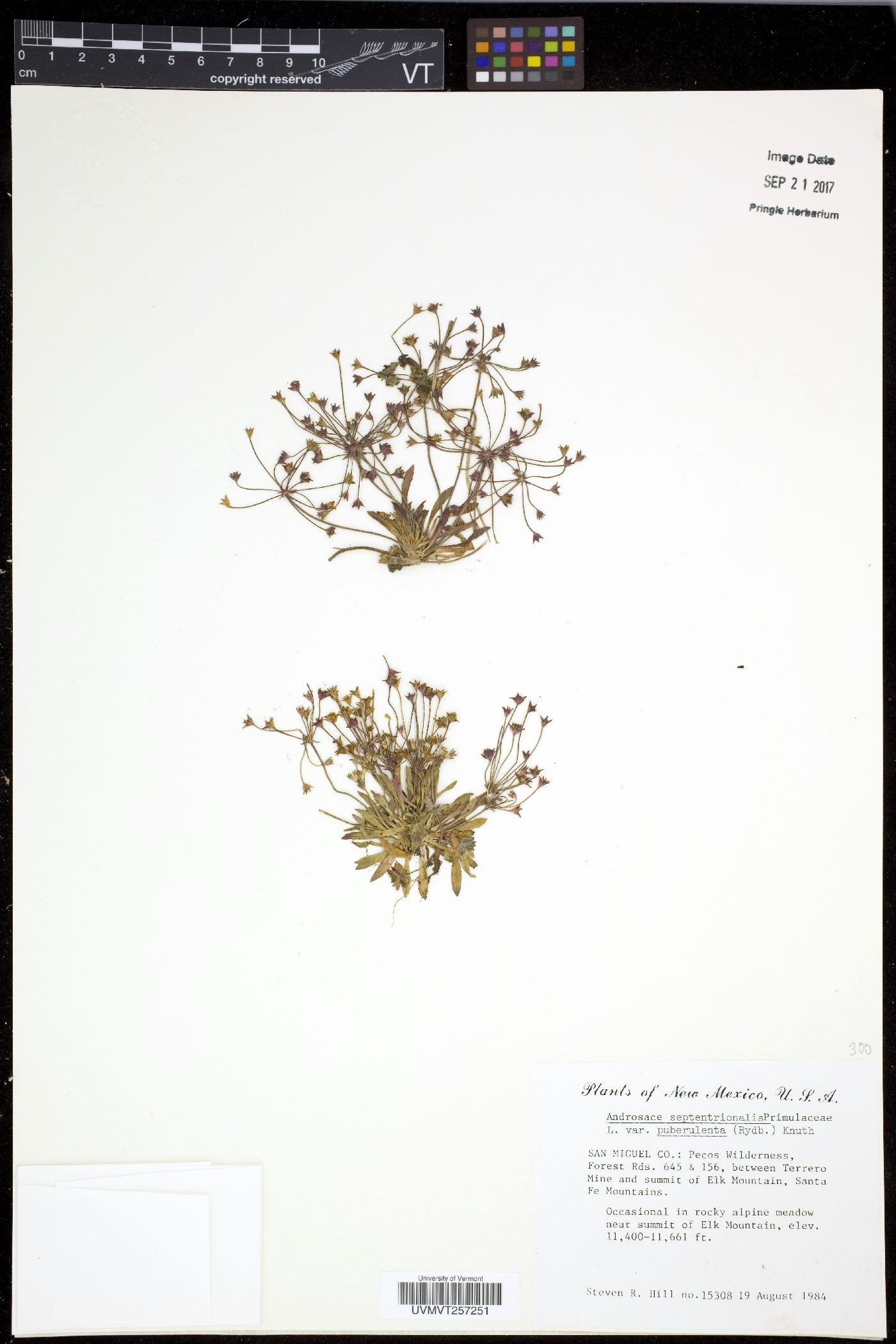 Androsace septentrionalis subsp. puberulenta image