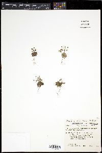 Androsace septentrionalis subsp. subumbellata image