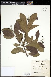 Ardisia escallonioides image